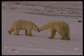 042095 Polar Bears A4 Photo Print
