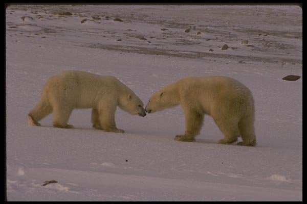 042095 Polar Bears A4 Photo Print