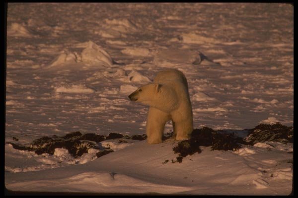 042096 Polar Bear A4 Photo Print