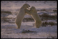 042097 Polar Bear Fight A4 Photo Print