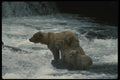 042098 Grizzly And Cubs A4 Photo Print