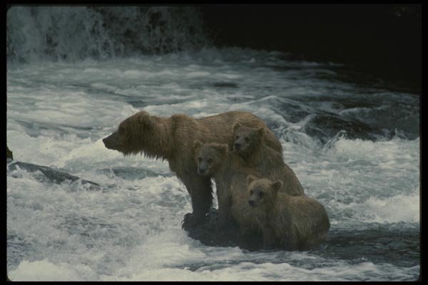 042098 Grizzly And Cubs A4 Photo Print