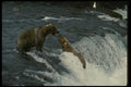 042099 Grizzlies A4 Photo Print
