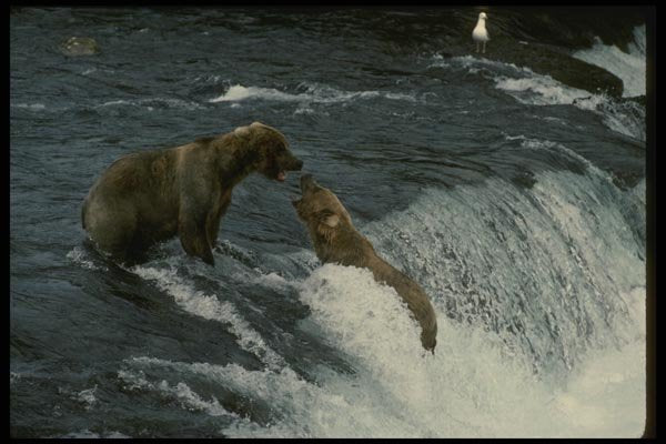 042099 Grizzlies A4 Photo Print