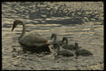 043000 Trumpeter Swan And Cygnets A4 Photo Print