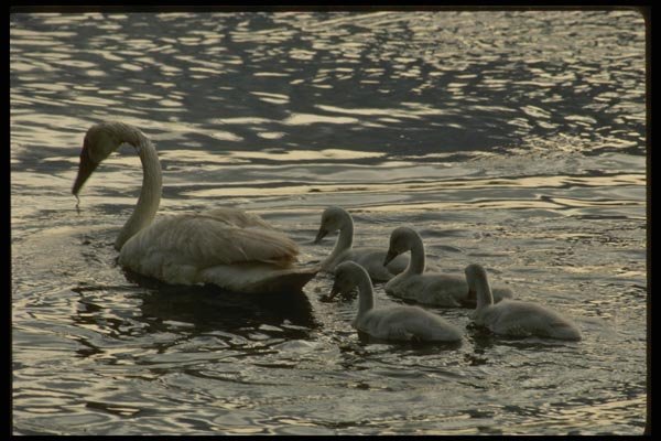 043000 Trumpeter Swan And Cygnets A4 Photo Print
