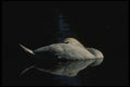 043001 Mute Swan A4 Photo Print