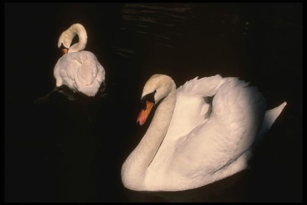 043002 Mute Swans A4 Photo Print