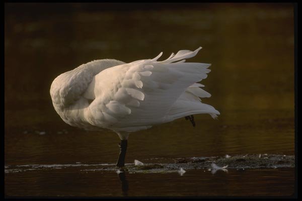 043003 Trumpeter Swan A4 Photo Print