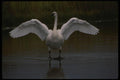 043004 Trumpeter Swan A4 Photo Print
