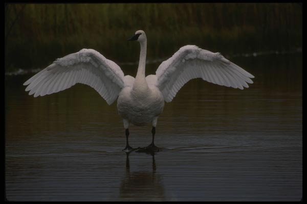 043004 Trumpeter Swan A4 Photo Print