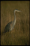 043005 Great Blue Heron A4 Photo Print