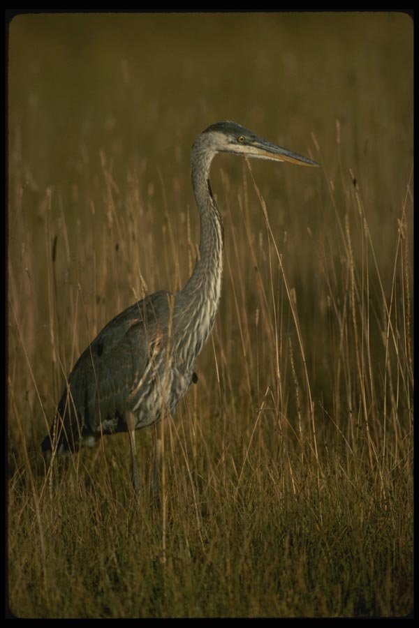 043005 Great Blue Heron A4 Photo Print