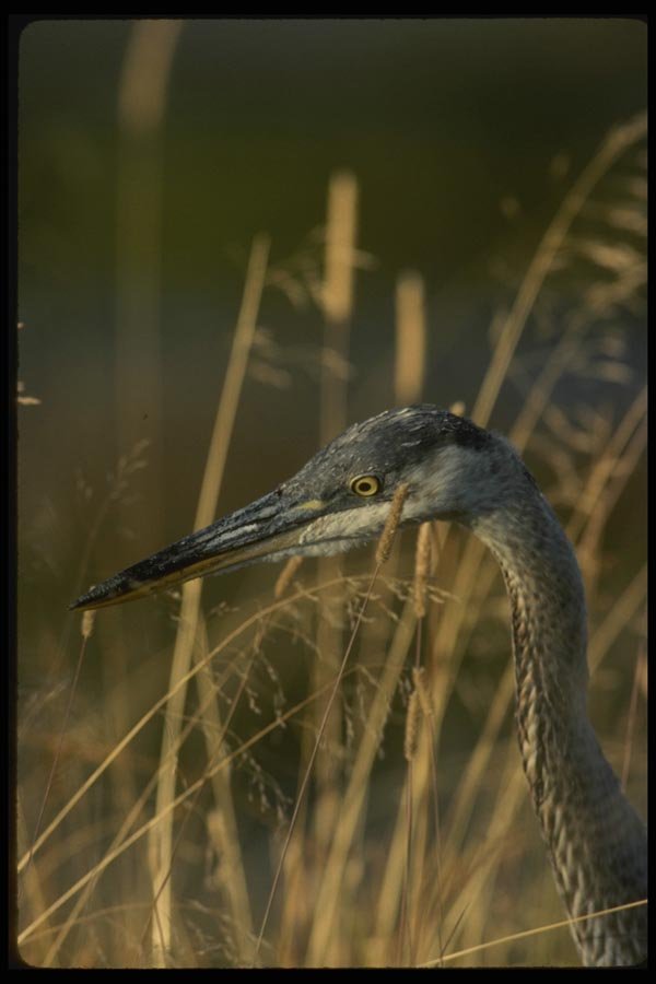 043006 Great Blue Heron A4 Photo Print