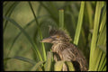 043007 Black Crown Night Heron Chick A4 Photo Print