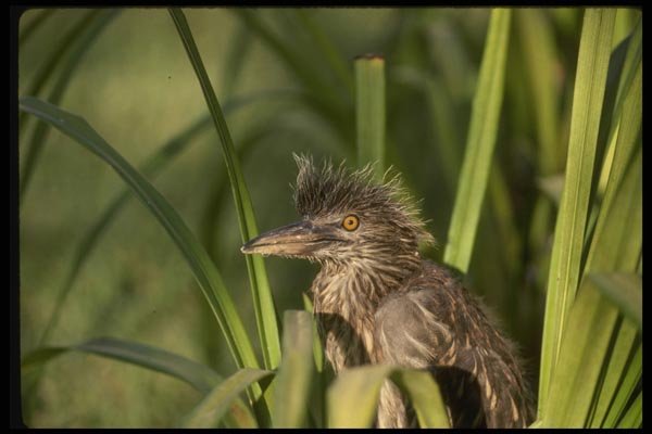 043007 Black Crown Night Heron Chick A4 Photo Print