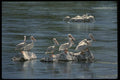 043008 White Pelicans A4 Photo Print