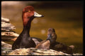 043009 Redhead Duck Pair A4 Photo Print