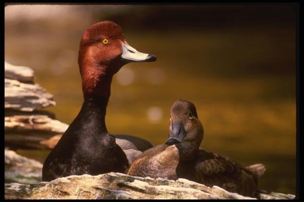 043009 Redhead Duck Pair A4 Photo Print