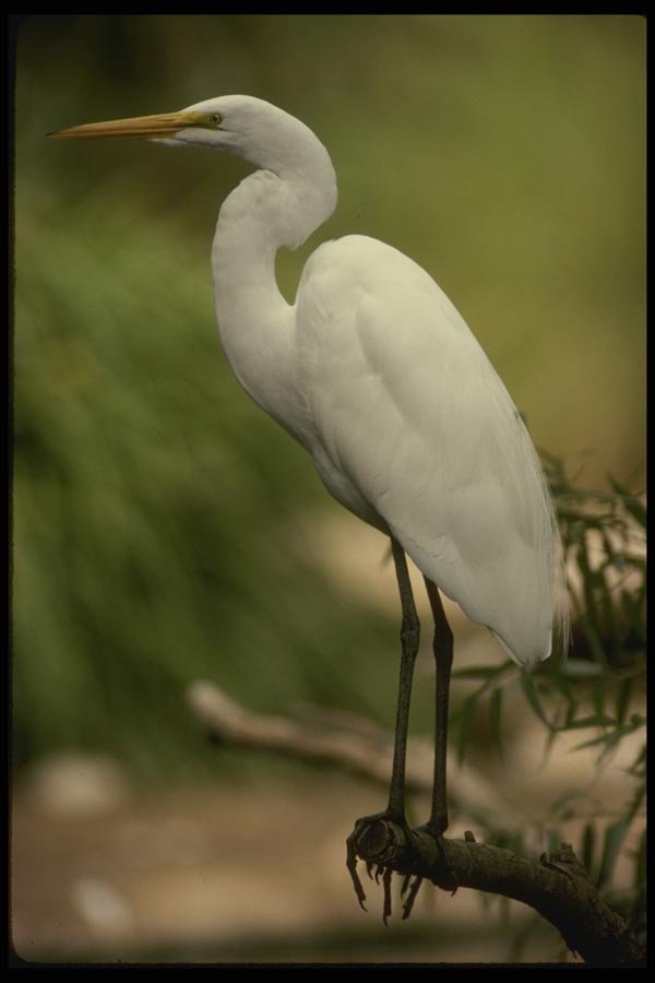 043010 Common Egret A4 Photo Print