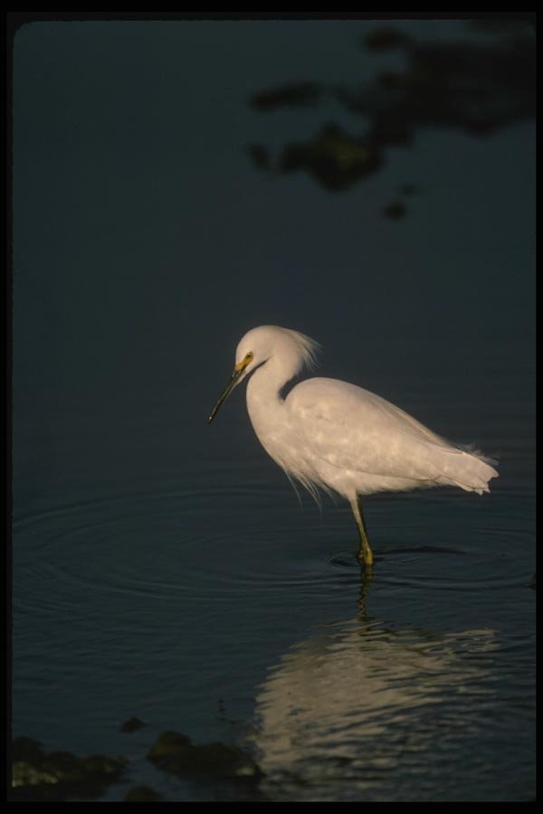 043011 Snowy Egret A4 Photo Print