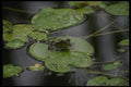 043012 Bull Frog A4 Photo Print