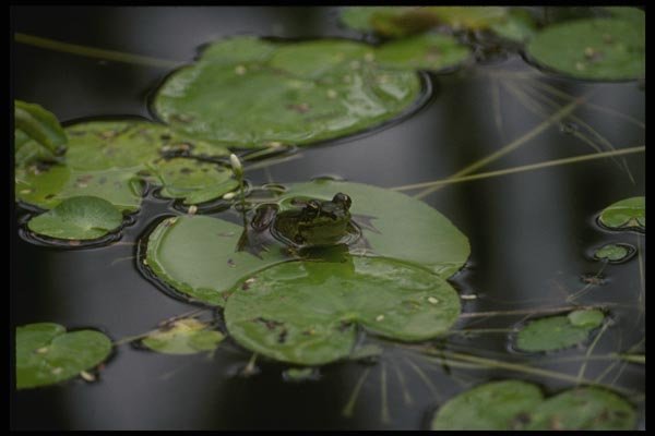 043012 Bull Frog A4 Photo Print