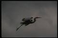 043013 Common Egret A4 Photo Print