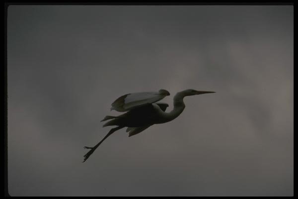 043013 Common Egret A4 Photo Print