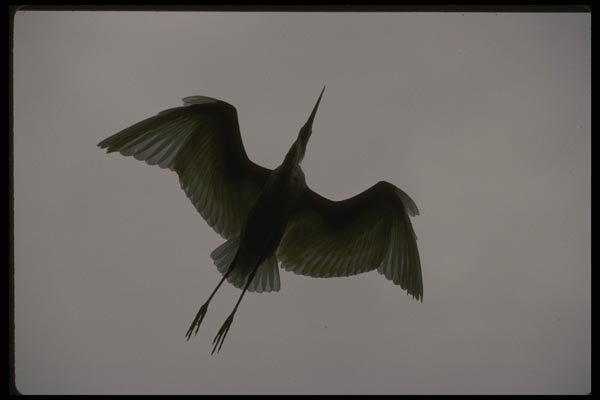 043014 Common Egret A4 Photo Print