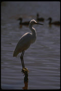 043015 Common Egret A4 Photo Print