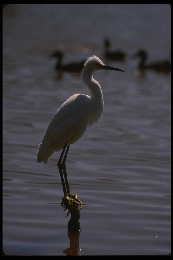 043015 Common Egret A4 Photo Print