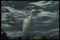 043016 Common Egret A4 Photo Print