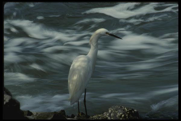 043016 Common Egret A4 Photo Print