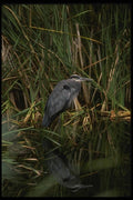 043018 Great Blue Heron A4 Photo Print