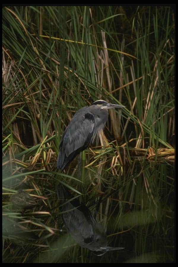 043018 Great Blue Heron A4 Photo Print