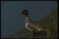 043019 Green Wing Teal A4 Photo Print