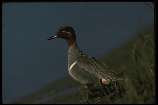 043019 Green Wing Teal A4 Photo Print