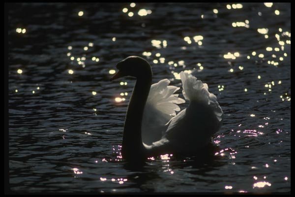 043020 Mute Swan A4 Photo Print