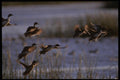 043021 Pintails Taking Off A4 Photo Print