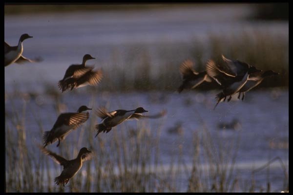 043021 Pintails Taking Off A4 Photo Print