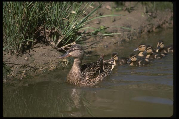 043022 Mallard And Chicks A4 Photo Print