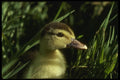 043023 Mallard Chick A4 Photo Print