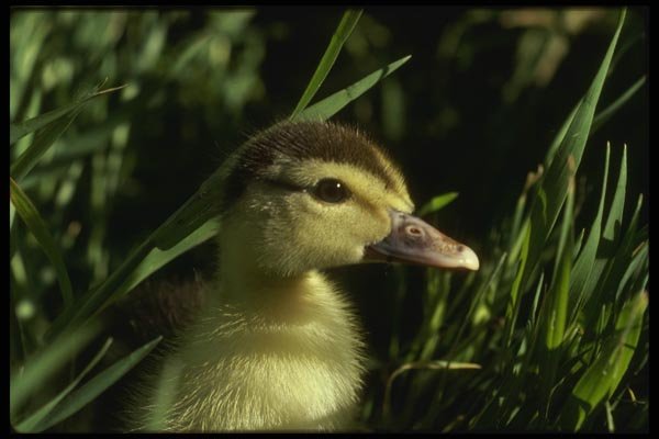 043023 Mallard Chick A4 Photo Print