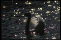 043024 Mute Swan A4 Photo Print