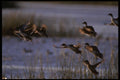 043025 Pintails Taking Off A4 Photo Print