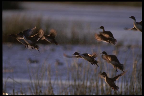 043025 Pintails Taking Off A4 Photo Print
