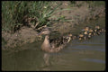 043026 Mallard And Chicks A4 Photo Print