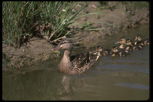 043026 Mallard And Chicks A4 Photo Print