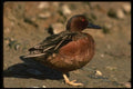 043027 Cinnamon Teal A4 Photo Print